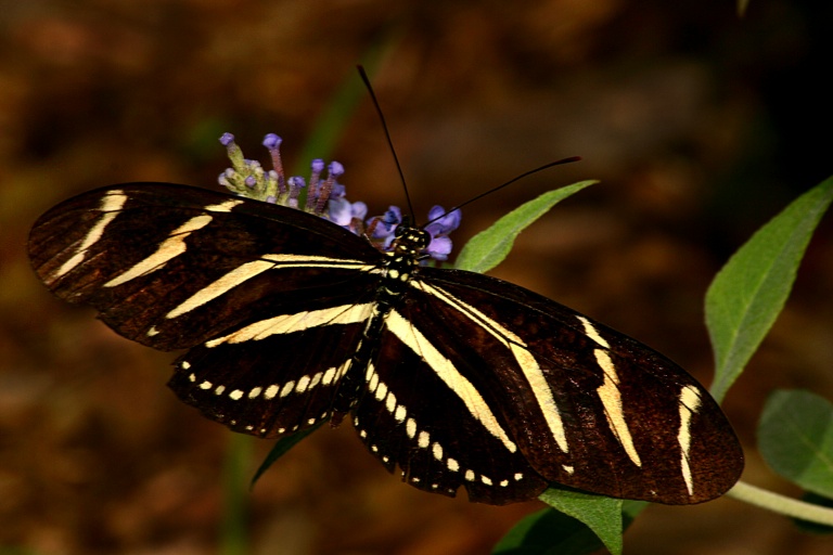 Zebra Longwing F